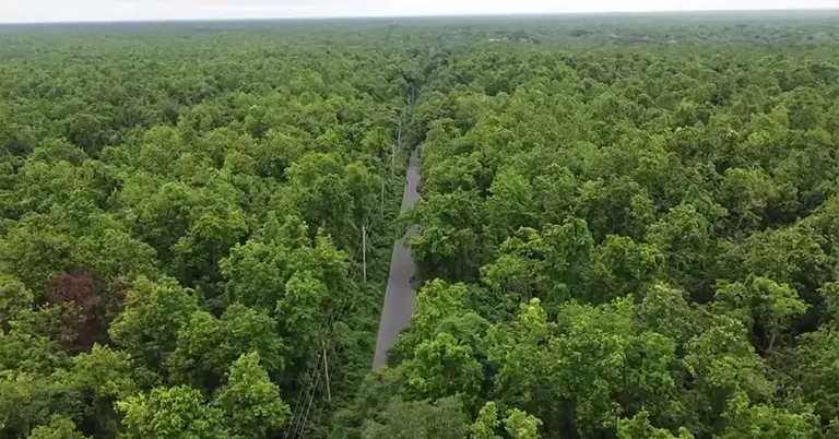 গাজীপুরের বনভূমি